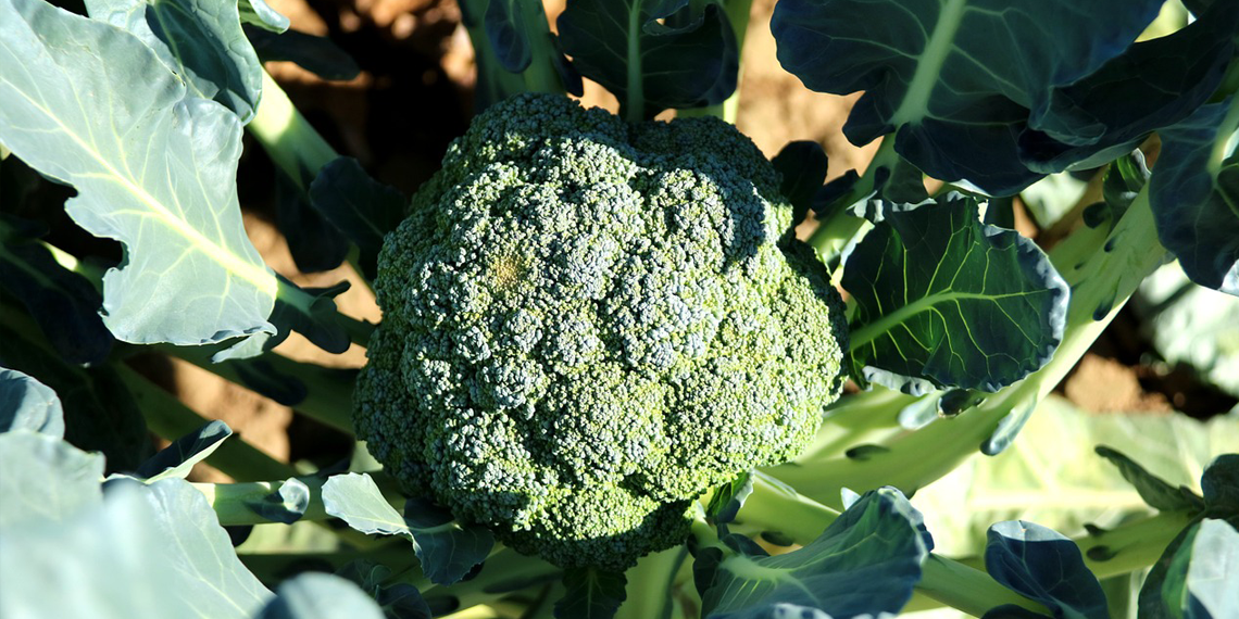 Das Superfood von hier: Brokkoli - Bzzz! Marktschwärmer-Blog