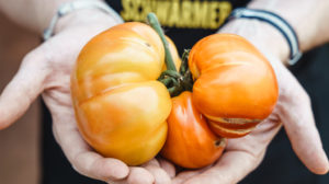 Tomate mit Schönheitsfehler